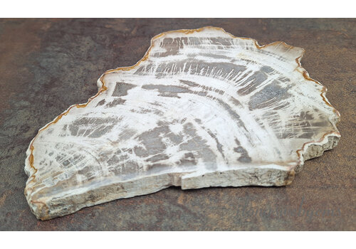 Versteend hout wit ca. 23x18x1.5cm