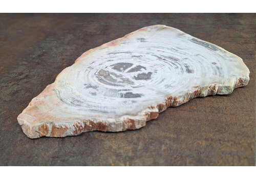 Versteend hout wit ca. 26x17x1cm