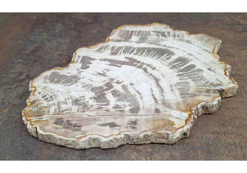 Versteend hout wit ca. 23x17x1cm