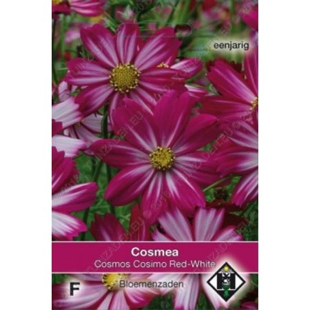 Van Hemert & Co Cosmos bipinnatus 'Cosimo Red-White'