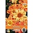 Van Hemert & Co Dahlia 'Sunny Reggae'