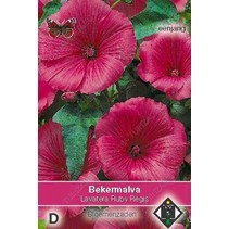 Bekermalva 'Ruby Regis'