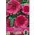Van Hemert & Co Bekermalva 'Ruby Regis'