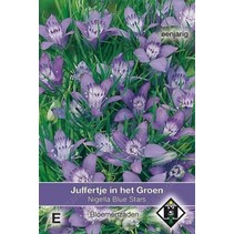 Juffertje-in't-groen 'Blue Star'