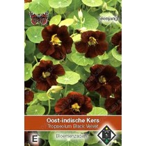 Oost-Indische Kers 'Black Velvet'