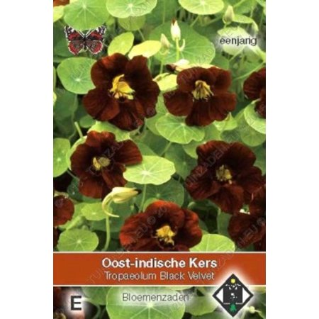 Van Hemert & Co Oost-Indische Kers (Tropaeolum m.n.) 'Black Velvet'