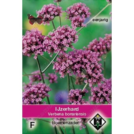 Van Hemert & Co IJzerhard (Verbena bonariensis)