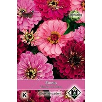 Zinnia 'Art Deco'