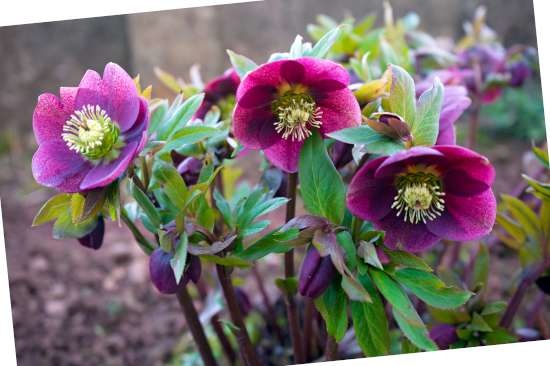 Kerstroos (Helleborus) is een plant geschikt voor kleigrond