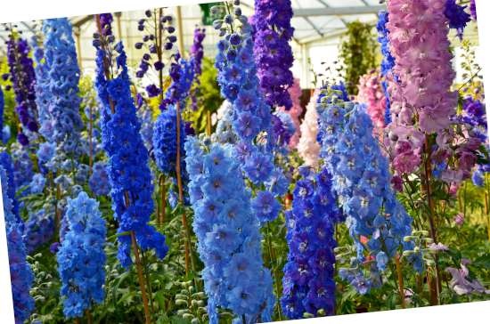 	 Ridderspoor (Delphinium) is een plant geschikt voor kleigrond