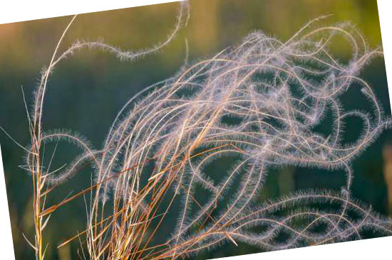 Grassoorten voor in de tuin - Stipa (vedergras)