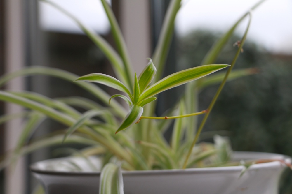 10 planten voor in je kamer die je gemakkelijk kunt stekken