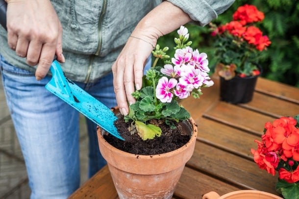 Wat is het beste moment om geraniums te planten? 