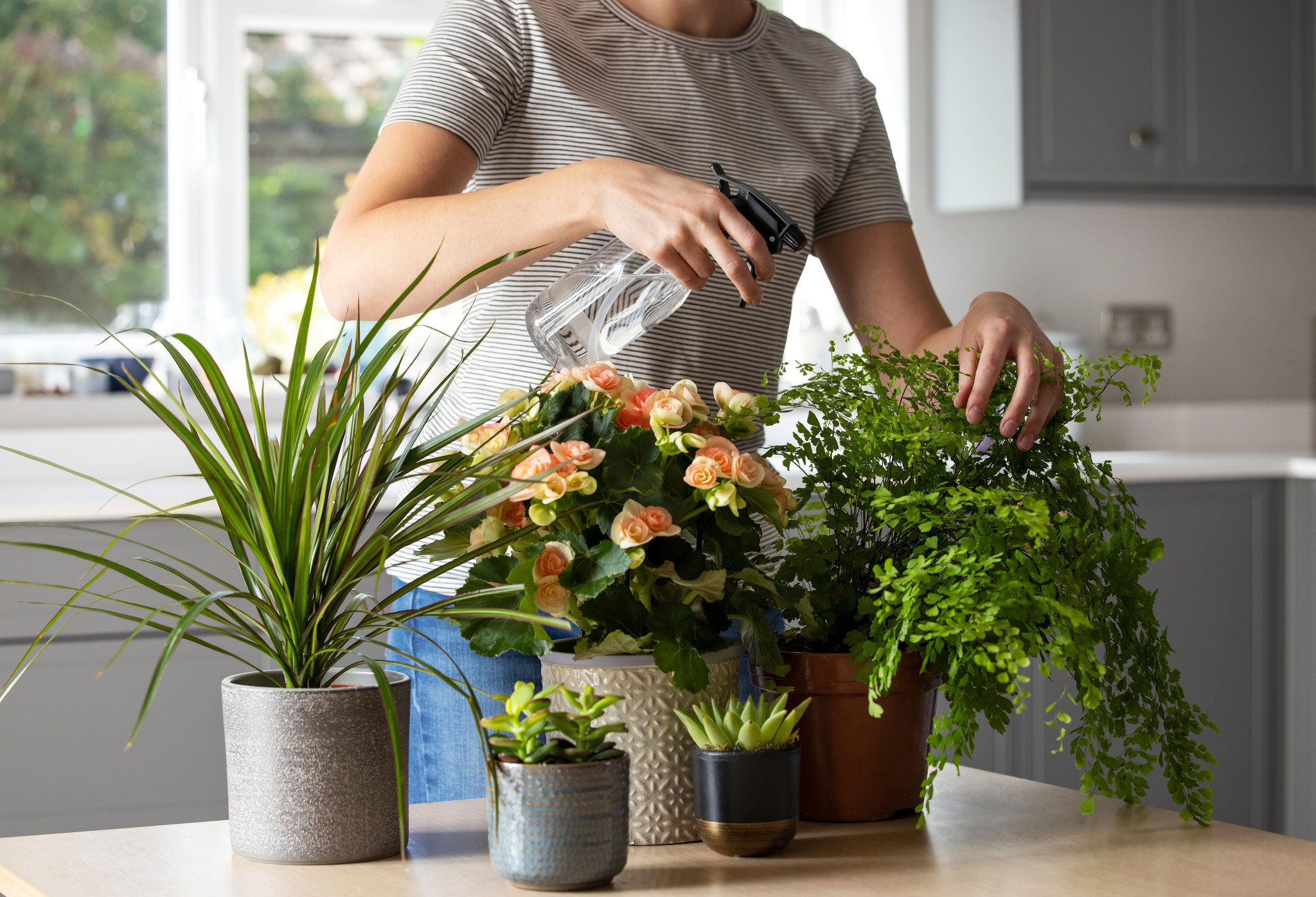 Hoe overleven mijn kamerplanten de hitte?