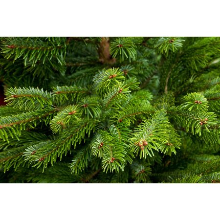 Echte kerstboom in pot 125-150cm 'Nordmann Excellent'