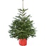 Echte kerstboom in pot 175-200cm 'Nordmann Excellent'