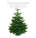 Echte kerstboom - Nordmann Excellent - Gezaagd Zonder Kluit - 125-150cm