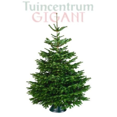 Echte kerstboom - Nordmann Excellent - Gezaagd Zonder Kluit - 125-150cm