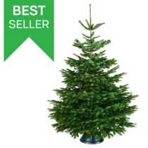 Echte kerstboom - Nordmann - 175-200 cm - Gezaagd