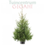 Echte kerstboom in pot 175-200cm 'Picea Omorika'