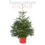 Echte kerstboom in pot 125-150cm 'Nordmann Excellent'