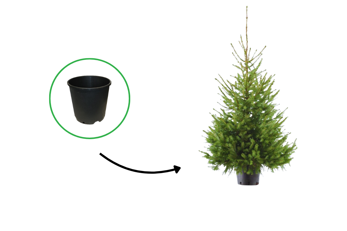 Kerstboom in pot