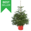 Echte kerstboom - Nordmann - 100-125 cm - met kluit