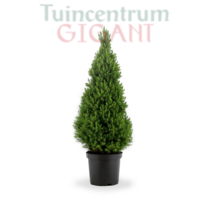 Echte kerstboom - Picea glauca 'Conica' - 60-70 cm