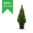 Smalle kerstboom - Picea glauca 'Conica' - 70-80 cm