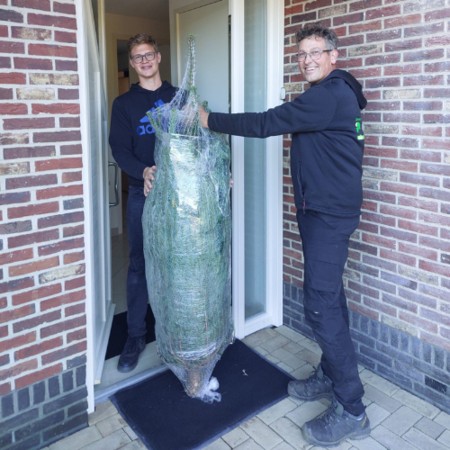 Echte kerstboom - Nordmann Excellent - Gezaagd Zonder Kluit - 325-350 cm