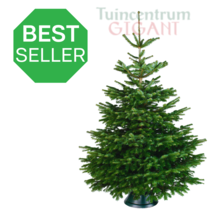Echte kerstboom - Nordmann - 175-200 cm - Gezaagd
