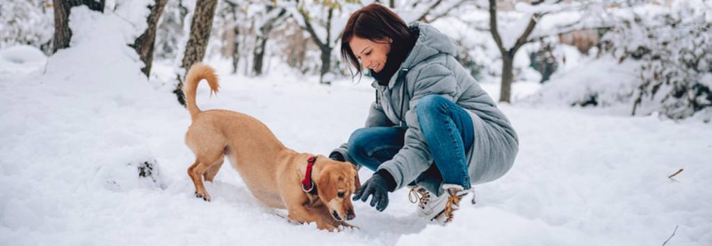 Wintergesundheitstipps für Haustiere