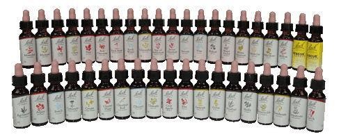 Bach Bach Weiße Kastanie / Rosskastanie (20 Ml)