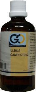 GO GO Ulmus campestris bio (100 Ml)