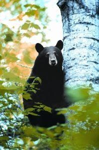 Animal Essences Animal Essences Bär (Bär) (30 Ml)