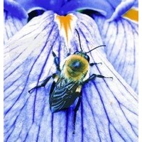 Animal Essences Animal Essences Hummel (Hummel) (30 Ml)