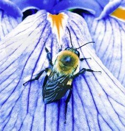 Animal Essences Animal Essences Hummel (Hummel) (30 Ml)