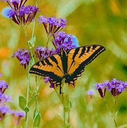Animal Essences Schmetterling (Schmetterling) (30 Ml)