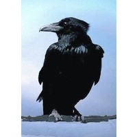 Animal Essences Animal Essences Krähe (Krähe) (30 Ml)