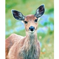Animal Essences Animal Essences Hirsch (Hirsch) (30 Ml)