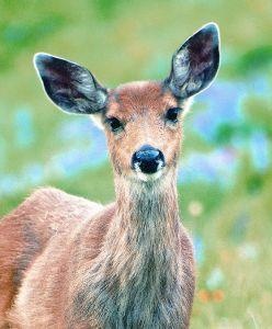 Animal Essences Hirsch (Hirsch) (30 Ml)