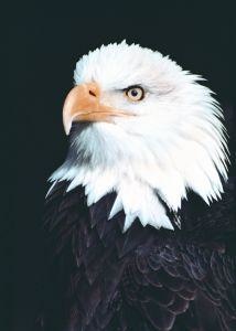 Animal Essences Adler (30 Ml)