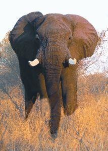 Animal Essences Elefant (30 Ml)