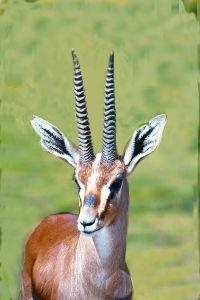 Animal Essences Gazelle (30 Ml)