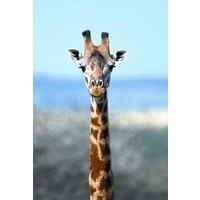 Animal Essences Animal Essences Giraffe (Giraffe) (30 Ml)