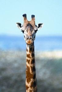 Animal Essences Giraffe (Giraffe) (30 Ml)
