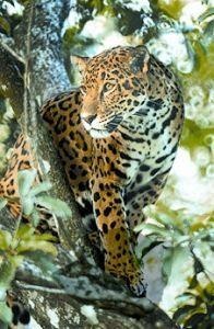 Animal Essences Jaguar (Gepard) (30 Ml)