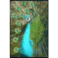 Animal Essences Animal Essences Pfau (Pfau) (30 Ml)