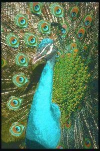 Animal Essences Animal Essences Pfau (Pfau) (30 Ml)