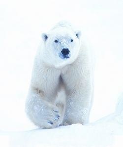 Animal Essences Eisbär (30 Ml)